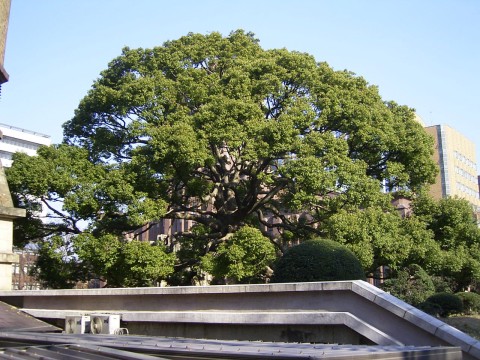 Click for original image
